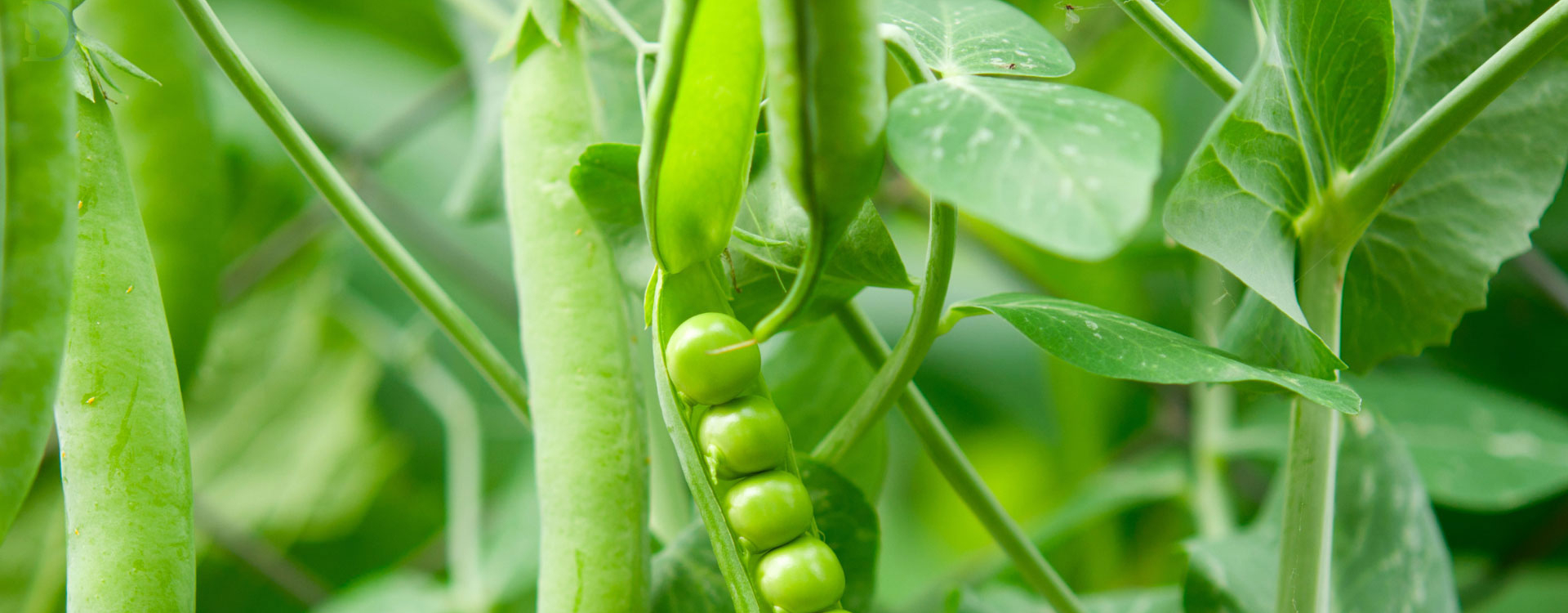 Chào mừng đến với D-Aromatics