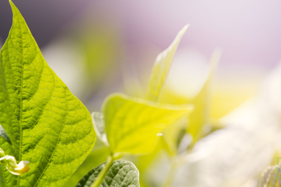 Triết lý kinh doanh 